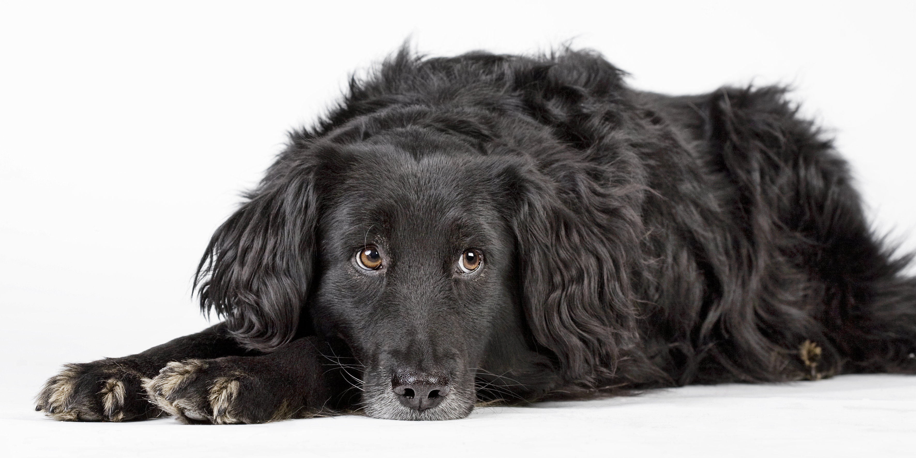 Praktijk voor hondenosteopathie